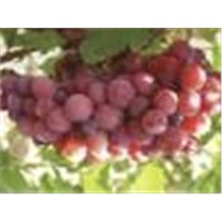 Grape Seed Powder Extract