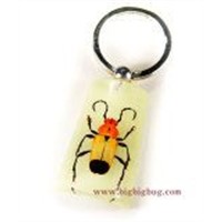 Insect Amber Key Chains