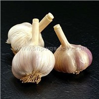Garlic Extract (Allicin)