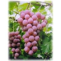 Grape Skin Extract with Resveratrol 5%