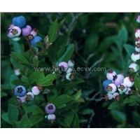 Bilberry Extract