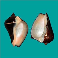 Pacific Crown Conch