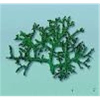 Dried Eucheuma Cottonii Seaweed (Green)