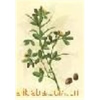 Common Fenugreek Seed Extract