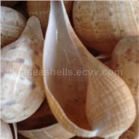 Spotted Fig Shell