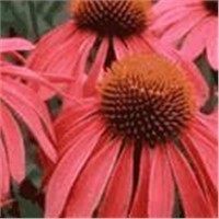 Echinacea Purpurea P.E.9phenolics)