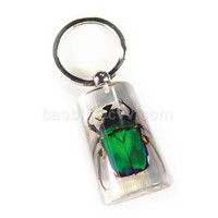real insect amber keychain--real nature