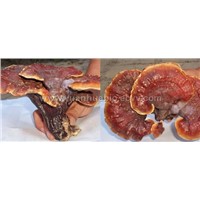 Reishi (Ganoderma Lucidum/Lingzhi) Series Products