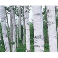 Birch bark extract