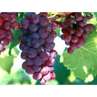 Grape Seed Extracts, Proanthocyanidins