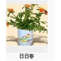 can flower,mini garden,mini plant,tin plant,canned flower