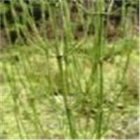 Horsetail Herb Extract