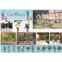 Can Flower,pet Flower,pet Tree,tin tree,tin plant