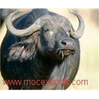 Buffalo Ox Horn