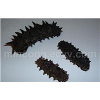 Dried sea cucumber