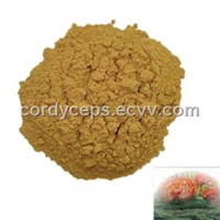 Reishi Polysaccharide(reishi, reishi powder, reishi mushroom, cordyceps, herb extract)
