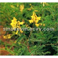 Astragalus Extract_Astragalus Polysaccharides And Astragalosides