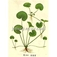 Centella Asiatica Extract Powder