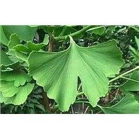Ginkgo Biloba Leaf P.E