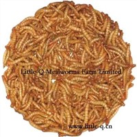 Dry Mealworm