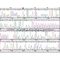 taq polymerase