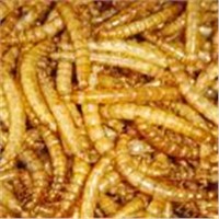 mealworm products