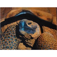 Galapagos turtle painting. 100% Handpainted quality art