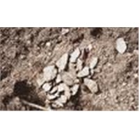 Coltan/Tantalum