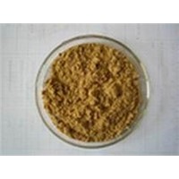 Angelica / Dong Quai Powder Extracts