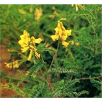 Astragalus Extract_Astragalus Polysaccharides and Astragalosides
