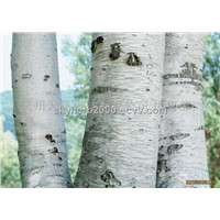Birch Bark Extract