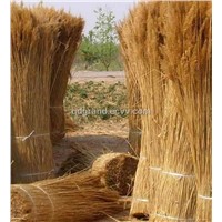 Water Reed Fro Thatching