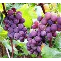 Grape Seed Extract