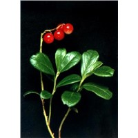 Lingonberry Extract