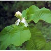 Magnolia-Honokiol