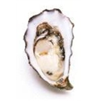 Oyster Peptide