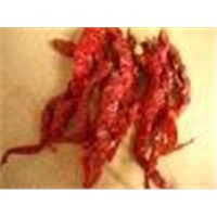 Dry Red Yellow Chillies