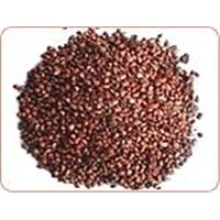 Grape Seed Extract