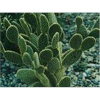 Cactus Extract