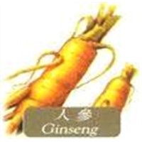 Wild Ginseng Extract