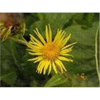 Inula Helinum L. Extract