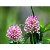 Red Clover Extract 20%
