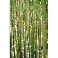 Bamboo Leaf Extract