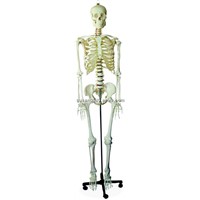 Life-Size Skeleton