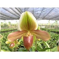 Paph Orchid Flask Seedling