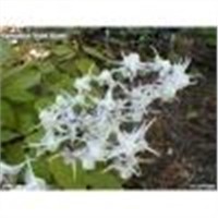 Epimedium Extract