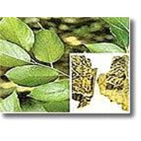 Eucommia Leaf Extract