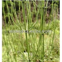 Horsetail Extract