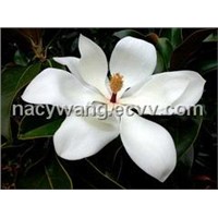 Magnolia Officinalis extract