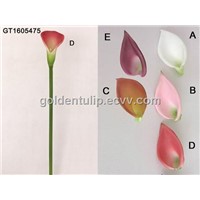 Single Cala Lily (GT1605475)